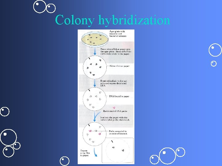 Colony hybridization 