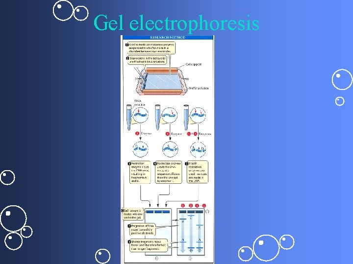 Gel electrophoresis 