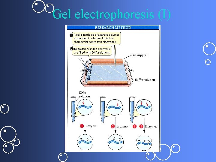 Gel electrophoresis (I) 