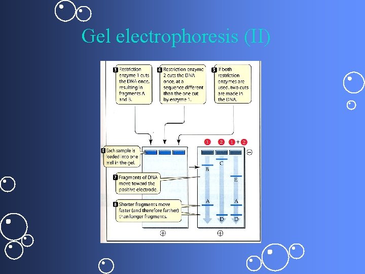 Gel electrophoresis (II) 