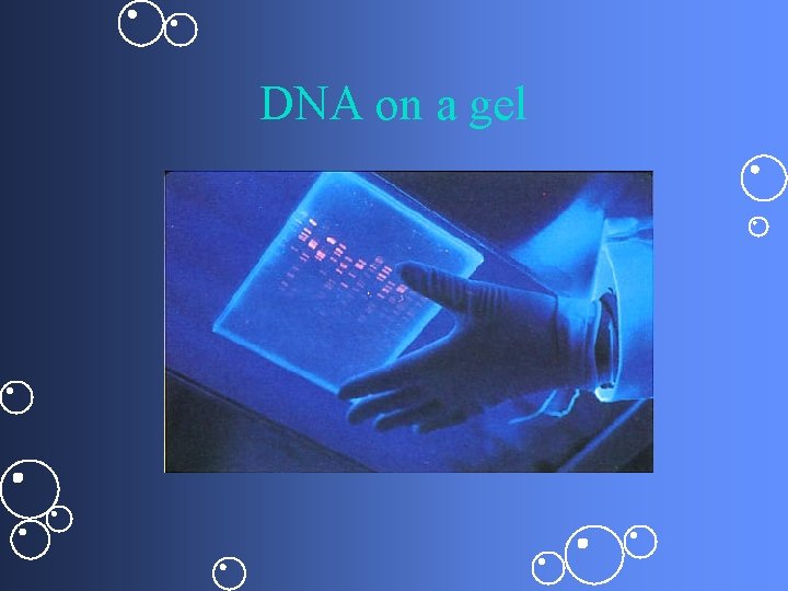 DNA on a gel 