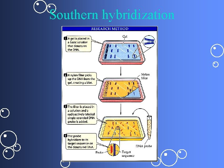 Southern hybridization 