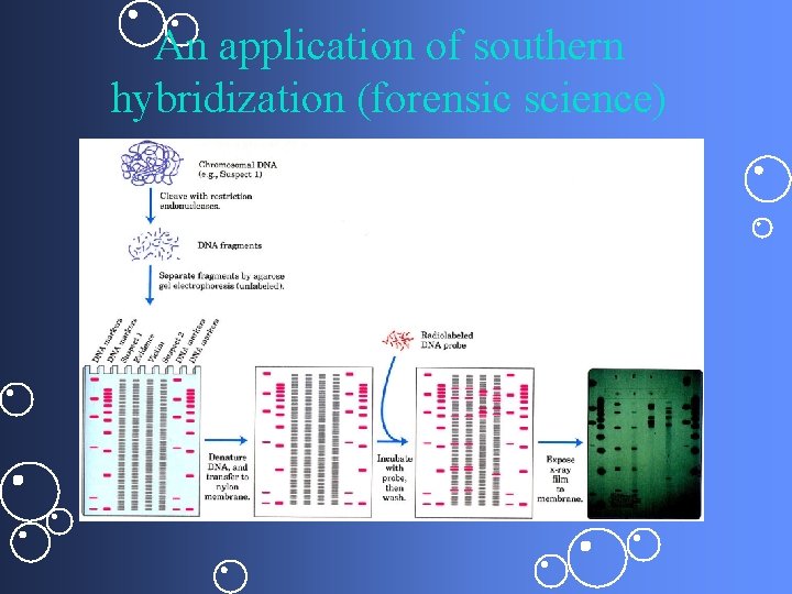 An application of southern hybridization (forensic science) 