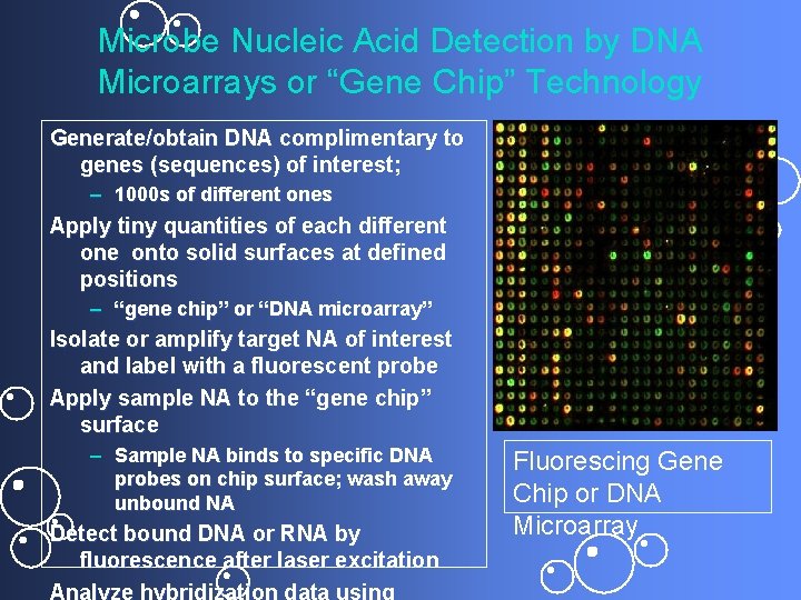 Microbe Nucleic Acid Detection by DNA Microarrays or “Gene Chip” Technology Generate/obtain DNA complimentary