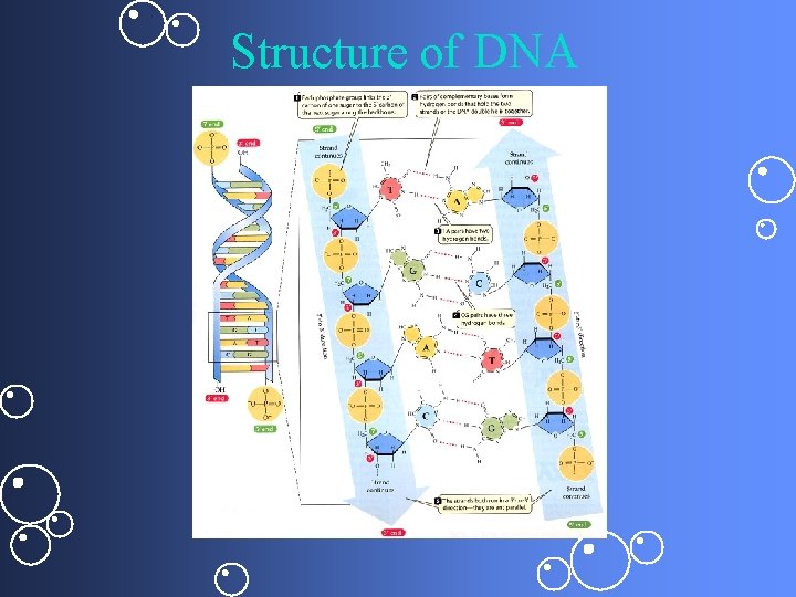 Structure of DNA 