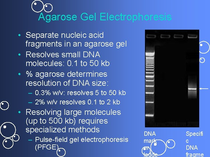Agarose Gel Electrophoresis • Separate nucleic acid fragments in an agarose gel • Resolves