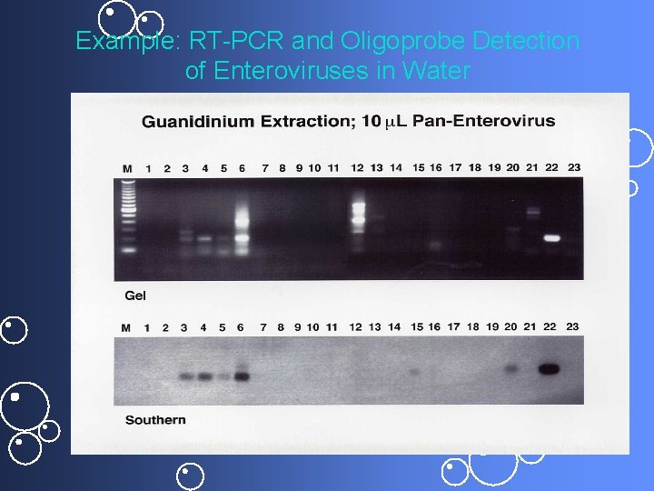 Example: RT-PCR and Oligoprobe Detection of Enteroviruses in Water 