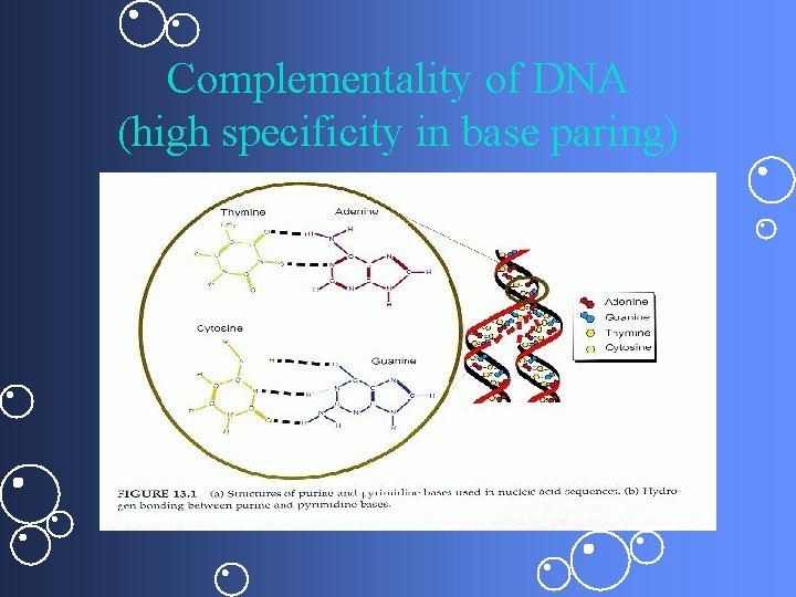 Complementality of DNA (high specificity in base paring) 