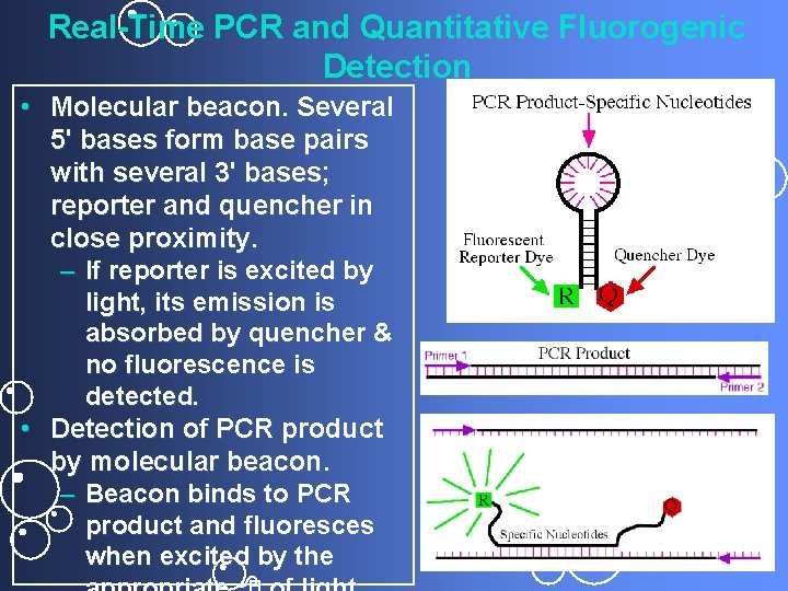 Real-Time PCR and Quantitative Fluorogenic Detection • Molecular beacon. Several 5' bases form base
