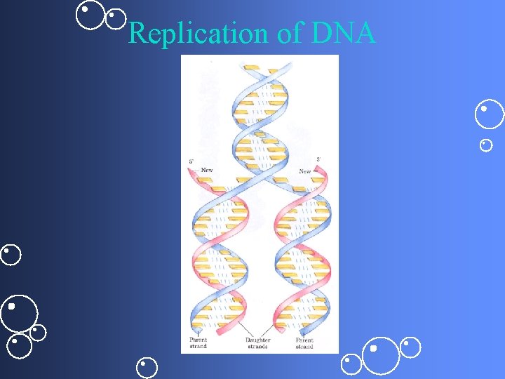 Replication of DNA 