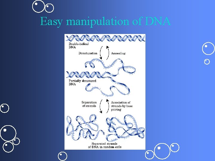 Easy manipulation of DNA 