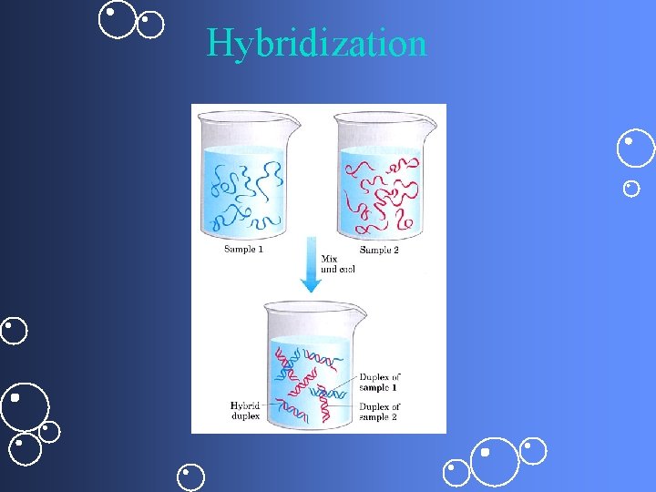 Hybridization 