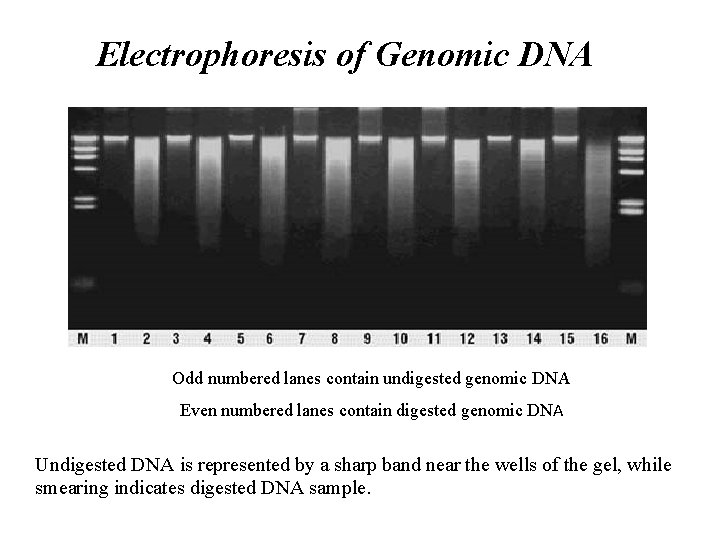 Electrophoresis of Genomic DNA Odd numbered lanes contain undigested genomic DNA Even numbered lanes