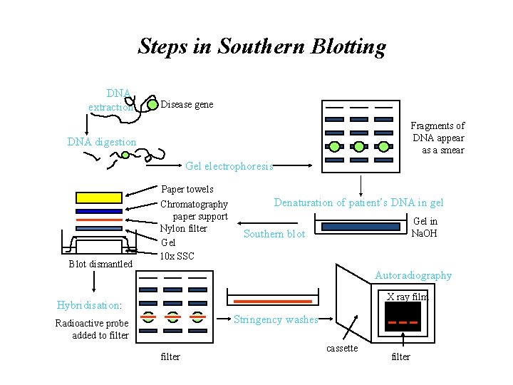 Steps in Southern Blotting DNA extraction Disease gene Fragments of DNA appear as a