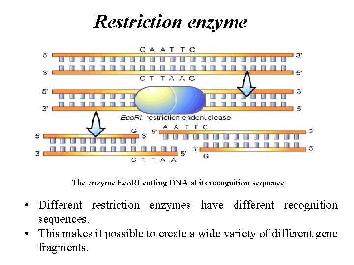 Restriction enzyme The enzyme Eco. RI cutting DNA at its recognition sequence • Different