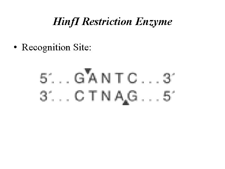 Hinf. I Restriction Enzyme • Recognition Site: 