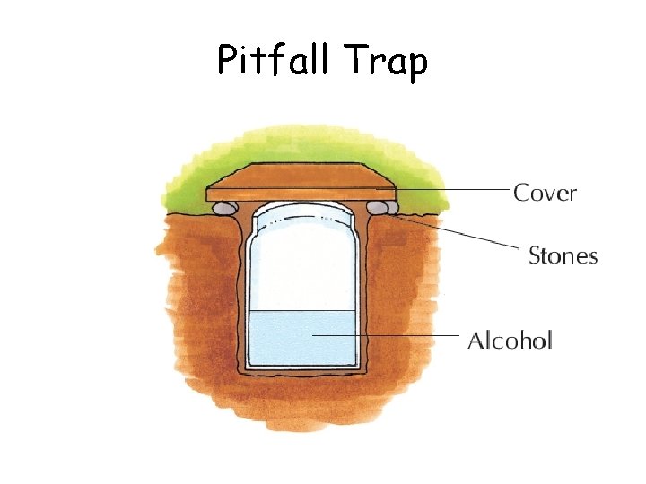 Pitfall Trap 