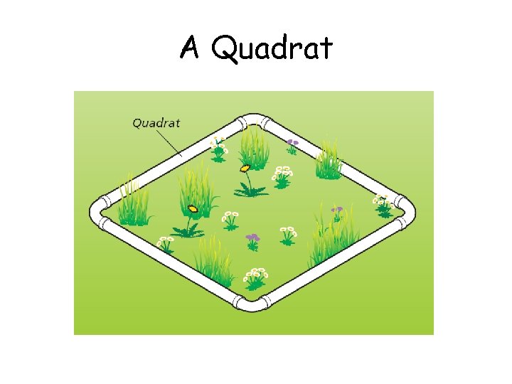 A Quadrat 