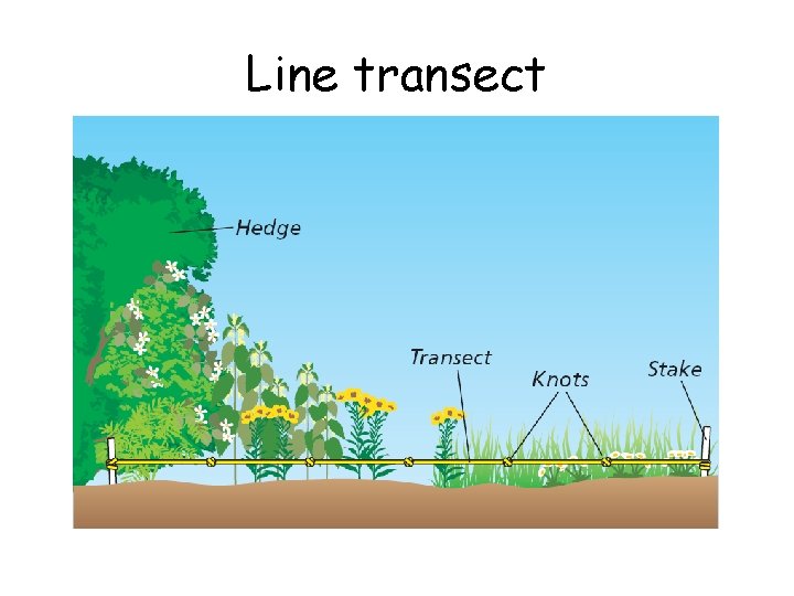 Line transect 