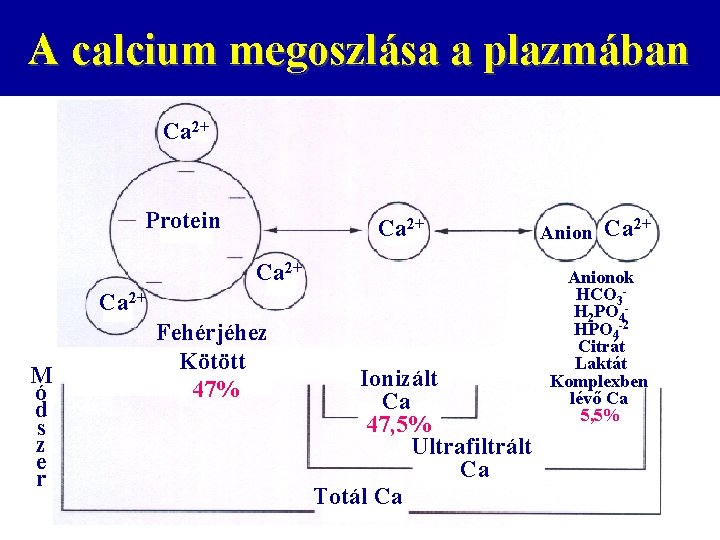 A calcium megoszlása a plazmában Ca 2+ Protein Ca 2+ M ó d s