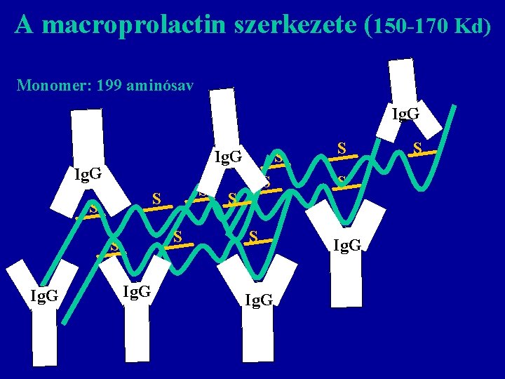 A macroprolactin szerkezete (150 -170 Kd) Monomer: 199 aminósav Ig. G S S S
