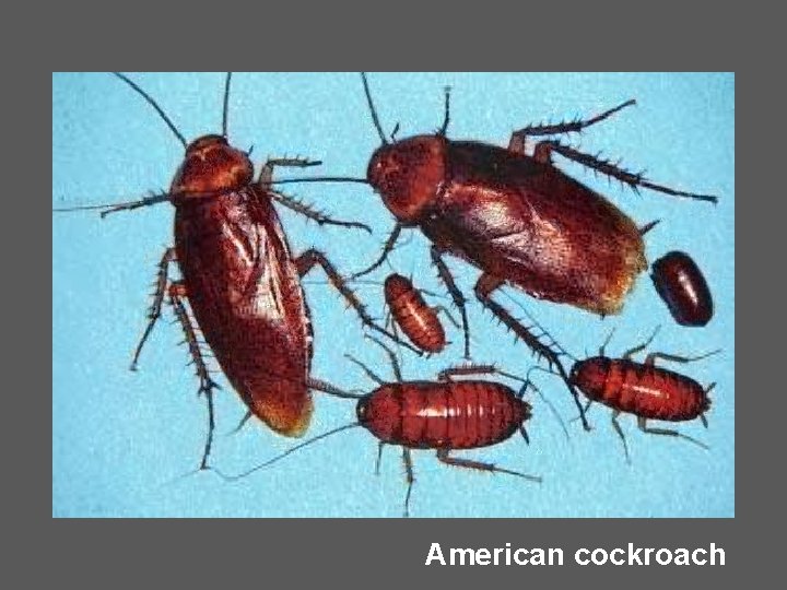 American cockroach 