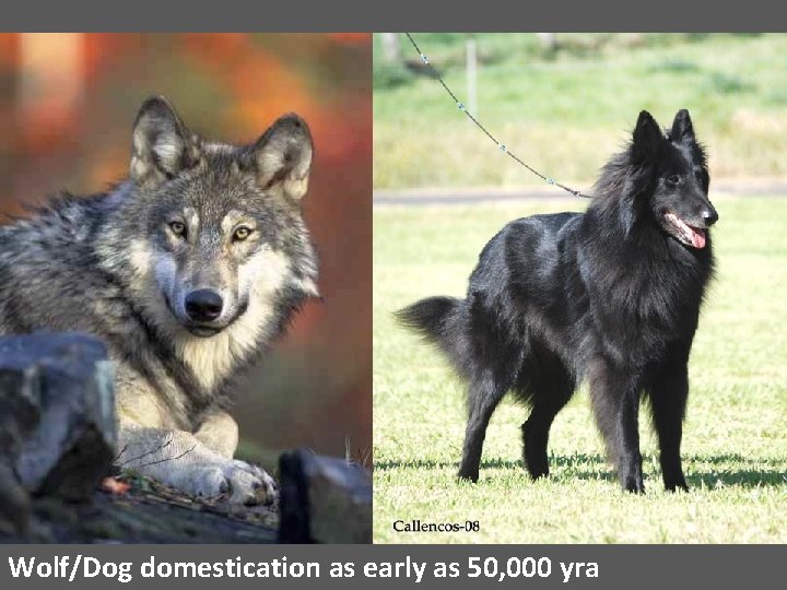 Wolf/Dog domestication as early as 50, 000 yra 