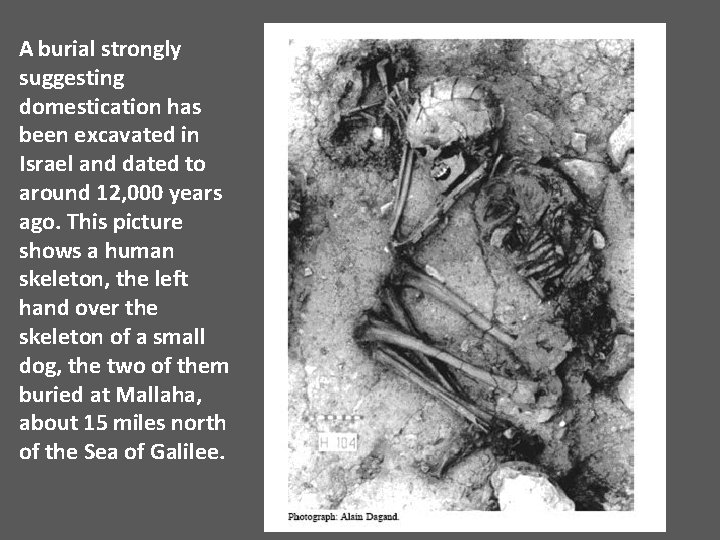 A burial strongly suggesting domestication has been excavated in Israel and dated to around