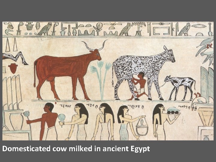 Domesticated cow milked in ancient Egypt 