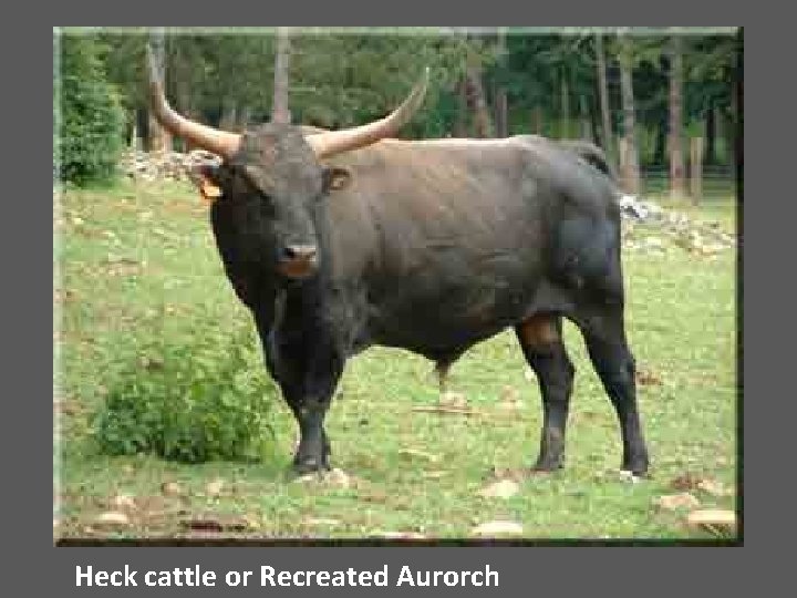 Heck cattle or Recreated Aurorch 