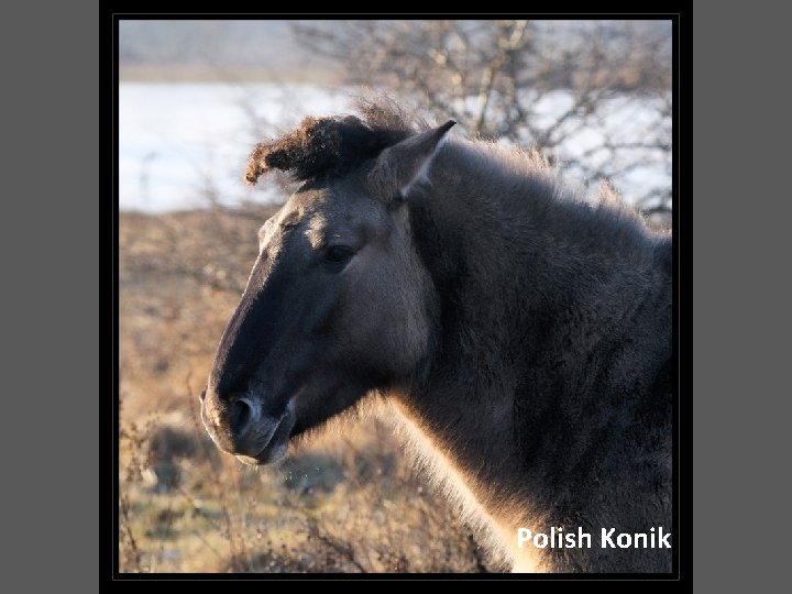 Polish Konik 