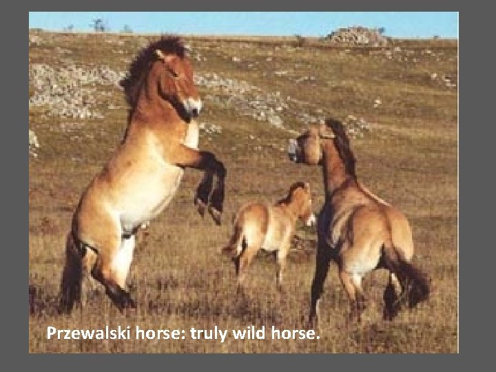 Przewalski horse: truly wild horse. 
