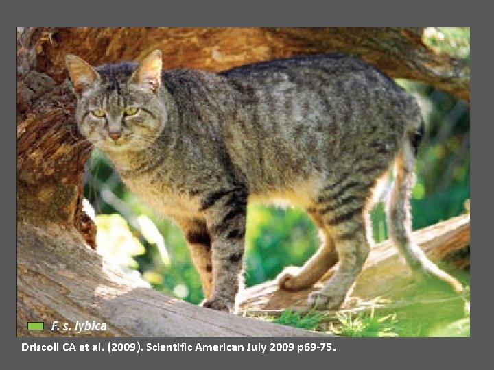 Driscoll CA et al. (2009). Scientific American July 2009 p 69 -75. 