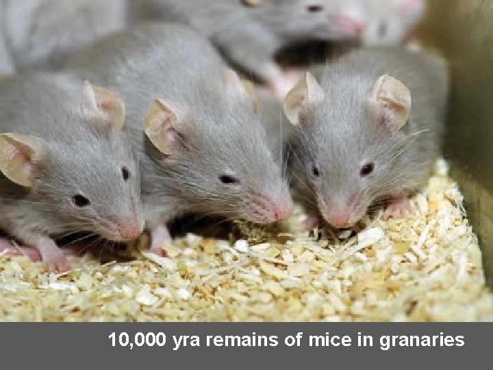 10, 000 yra remains of mice in granaries 