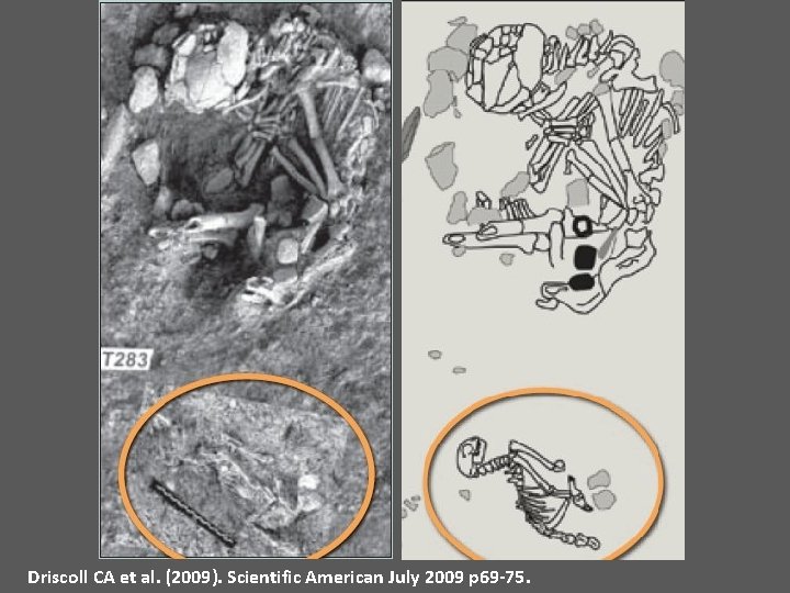 Driscoll CA et al. (2009). Scientific American July 2009 p 69 -75. 