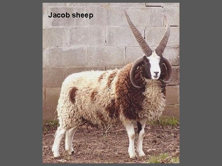 Jacob sheep 