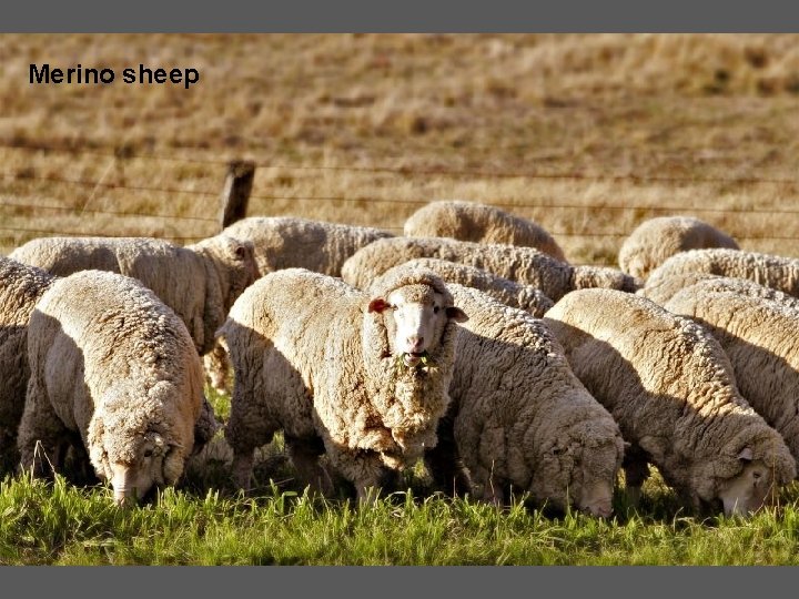 Merino sheep 