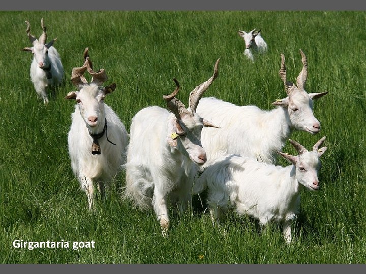 Girgantaria goat 