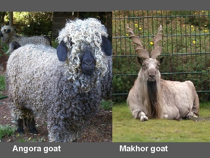 Angora goat Makhor goat 