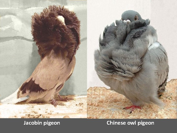 Jacobin pigeon Chinese owl pigeon 