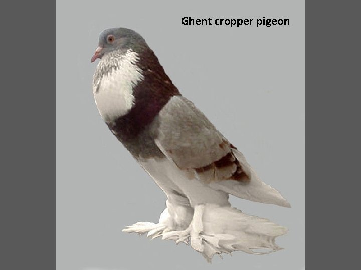 Ghent cropper pigeon 