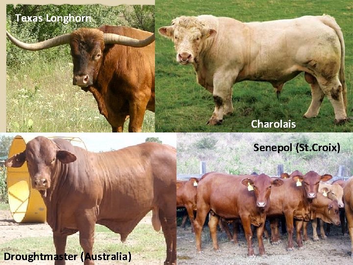 Texas Longhorn Charolais Senepol (St. Croix) Droughtmaster (Australia) 