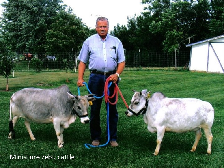 Miniature zebu cattle 