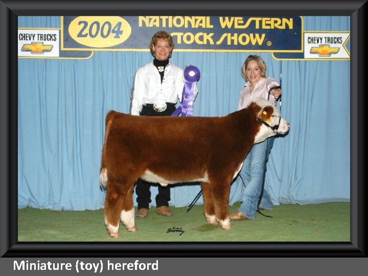 Miniature (toy) hereford 