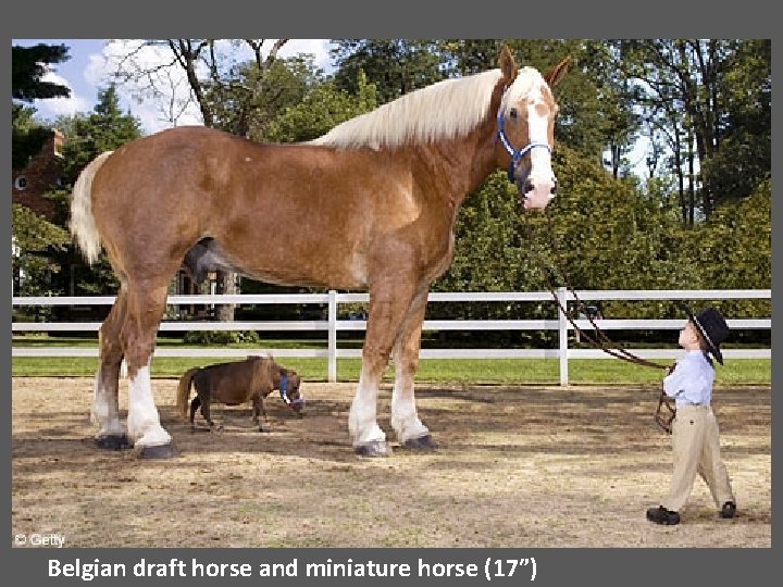 Belgian draft horse and miniature horse (17”) 