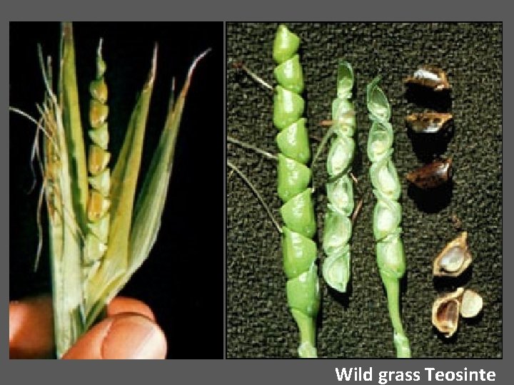 Wild grass Teosinte 