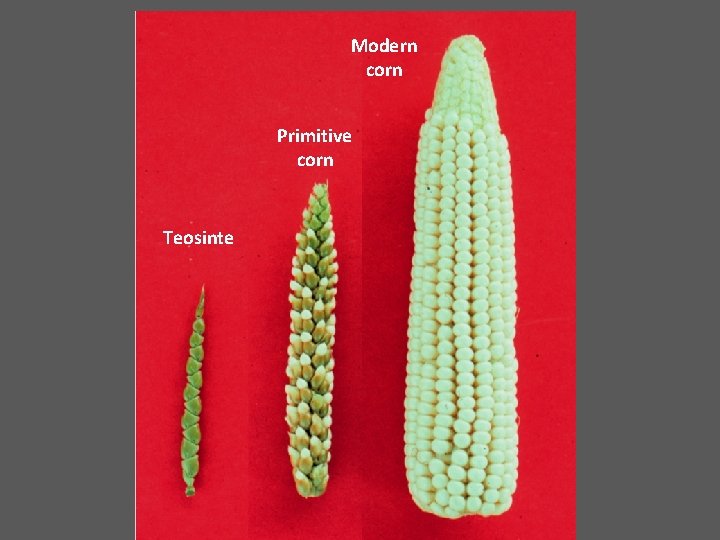 Modern corn Primitive corn Teosinte 