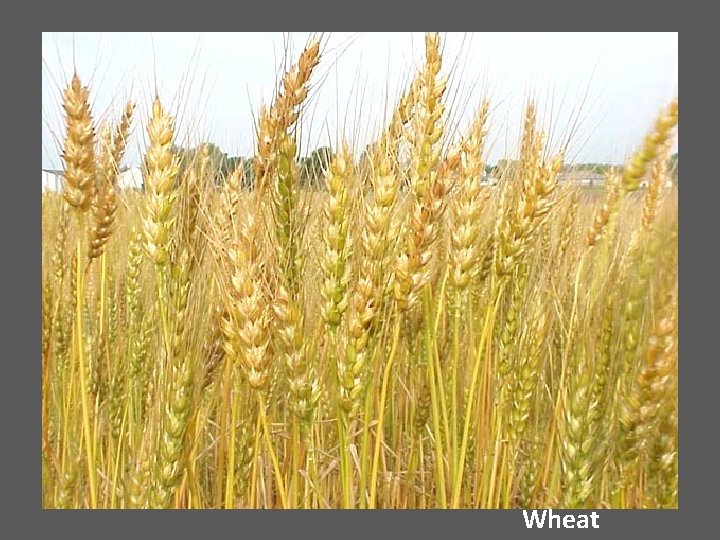 Wheat 