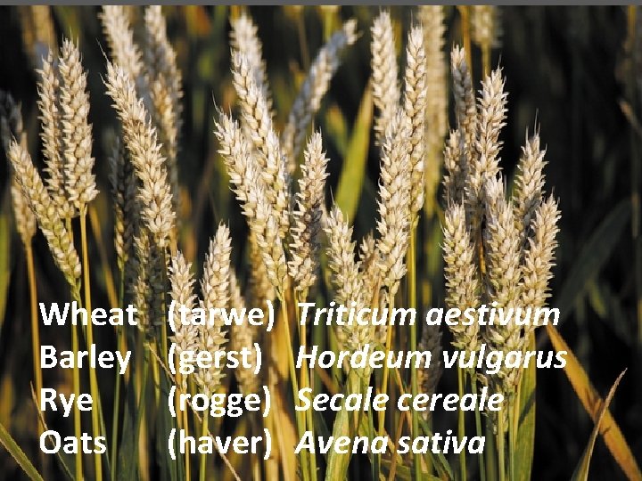 Wheat Barley Rye Oats (tarwe) (gerst) (rogge) (haver) Triticum aestivum Hordeum vulgarus Secale cereale