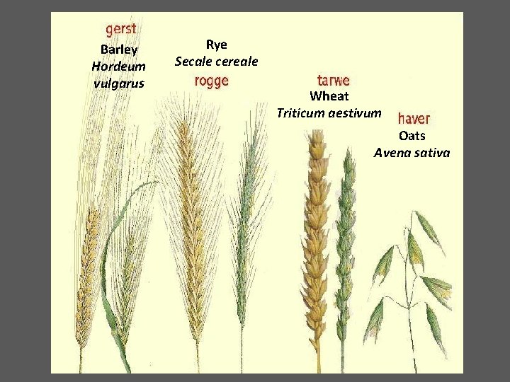 Barley Hordeum vulgarus Rye Secale cereale Wheat Triticum aestivum Oats Avena sativa 